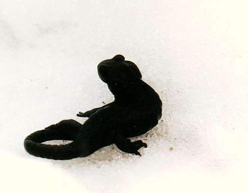 Salamander in the snow