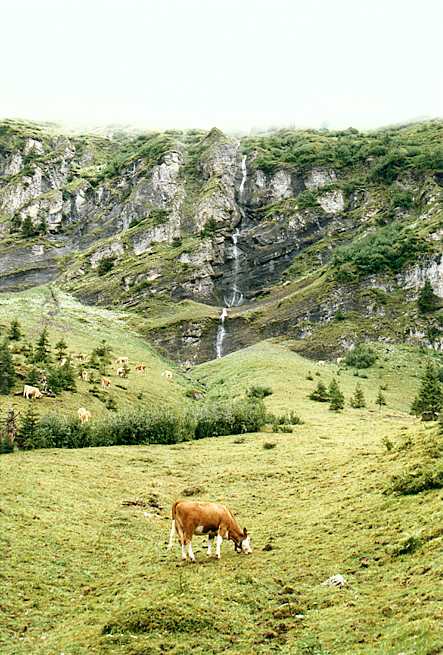 Cows in the meadow below a waterfall