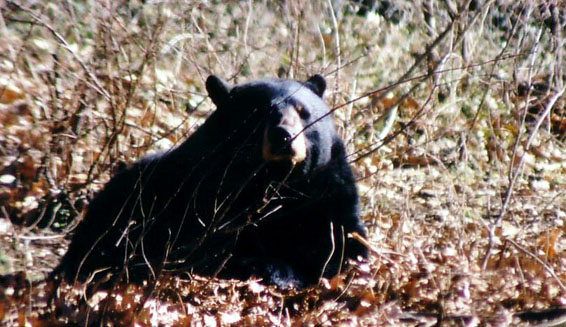 Urso do Cabelo Duro