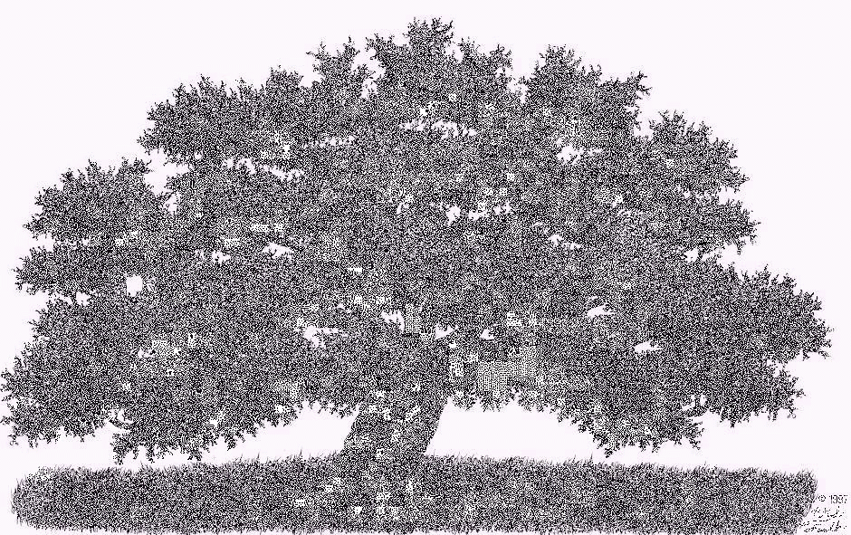 oak tree drawing