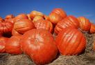 pumpkins
