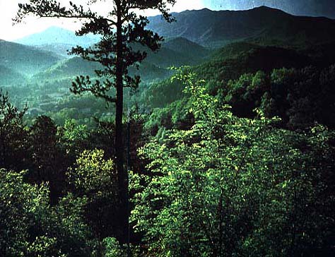 smokymorn.jpg (63741 bytes)