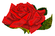 Rose #4