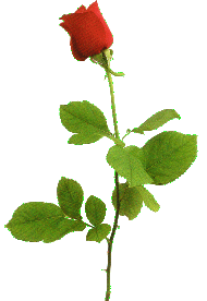 Rose #5