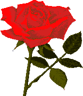 Rose #6