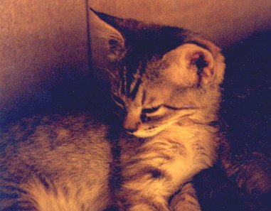C & C napping