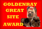 Golden Ray Yorkies