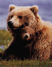 Bear and cub