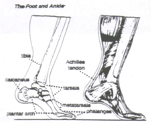 The Foot and Ankle
