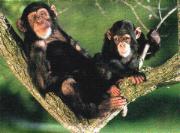 Unsere nchsten Verwandten: Schimpansen