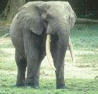Afrikanischer Waldelefant