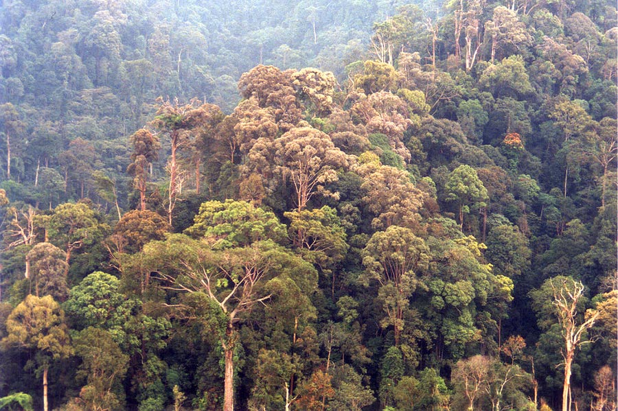 Dipterocarp Forest