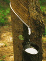 Sap that is used to create rubber from a Rainforest tree