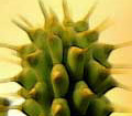 Weight loss. Hoodia - pianta incredibile per perdita del peso.