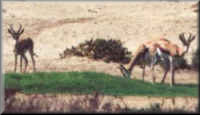 Springbuck grazing on a tee at the Golf Course