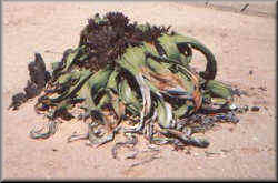 The Oldest Welwitschia in the Namib-Naukluft Park