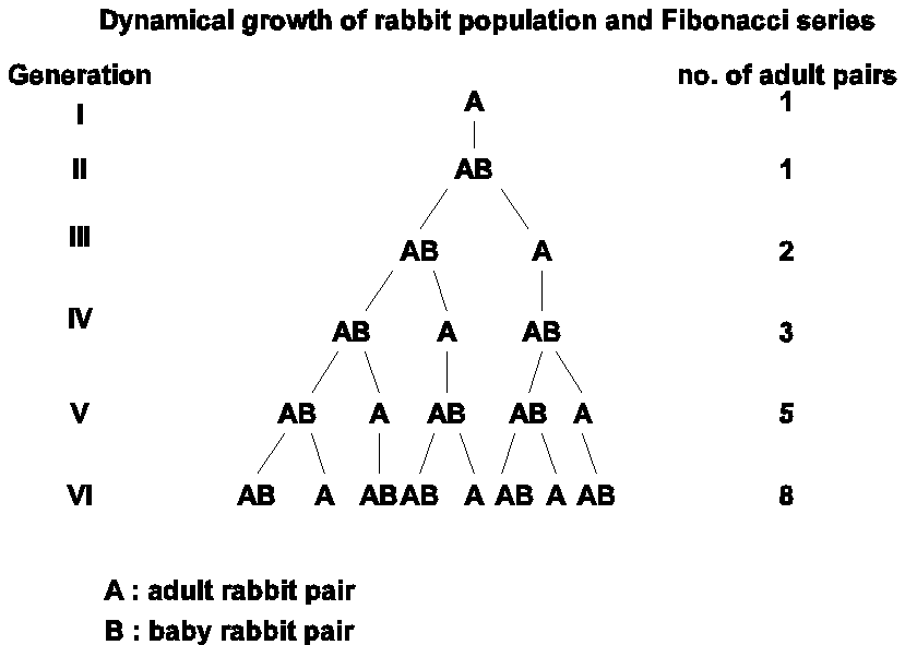 fibonacci rabbit