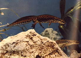 salamandra.gif (43385 bytes)