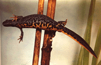 salamandra3.gif (20060 bytes)