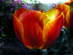 tulipa.jpg (59208 bytes)