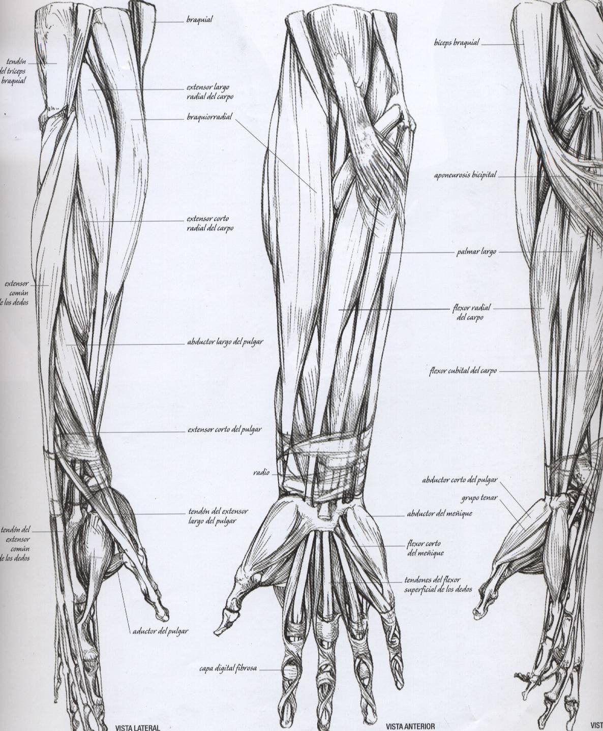 Anatomia Per Artistes.