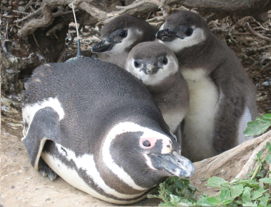 pinguinos recuperados y monitoreados para observar las rutas de regreso