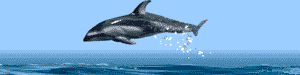 dolphin.gif (10200 bytes)