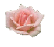 rose1.gif (2925 bytes)