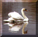 swan.gif (12509 bytes)