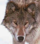 wolfface.jpg (89157 bytes)