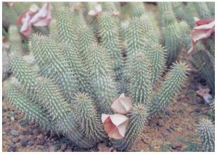 Weight loss. Hoodia - incredible plant for weight loss.
