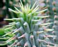 Hoodia. Hoodia - incredible plant for weight loss.