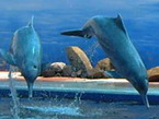 Oasis dolphin training centre
