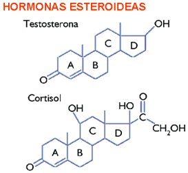 Estructura base de los esteroides