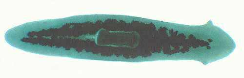 This is a Planaria, which is an example of an invertebrate in the Platyhelminthes phylum