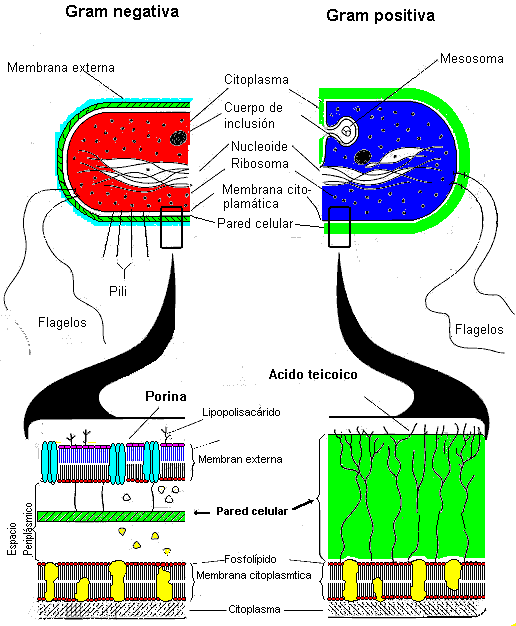 La Pared Celular De Las Bacterias Gram Positivas