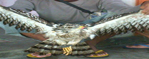 BURUNG PEMANGSA