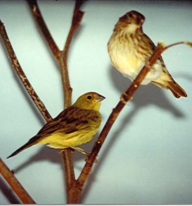 EL CANTO DEL PAJARO JILGUERO el canto del pajaro jilguero: