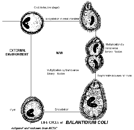 trofozoíto de balantidium coli 400x