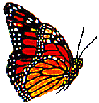 Mariposa Monarca Adulta