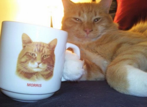 Cat with mug