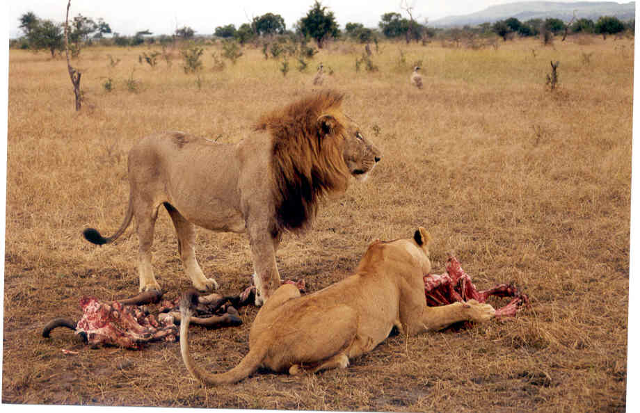 HIDDEN PIC (MORE LIONS FEEDING)