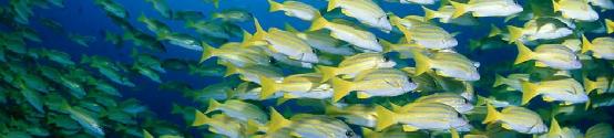 Do Blue Banded Sea Perch have Buddha nature?  They are what they are, be where they are being, and do what they are doing.
