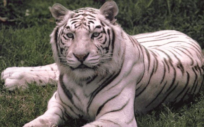 Like my pet tiger?