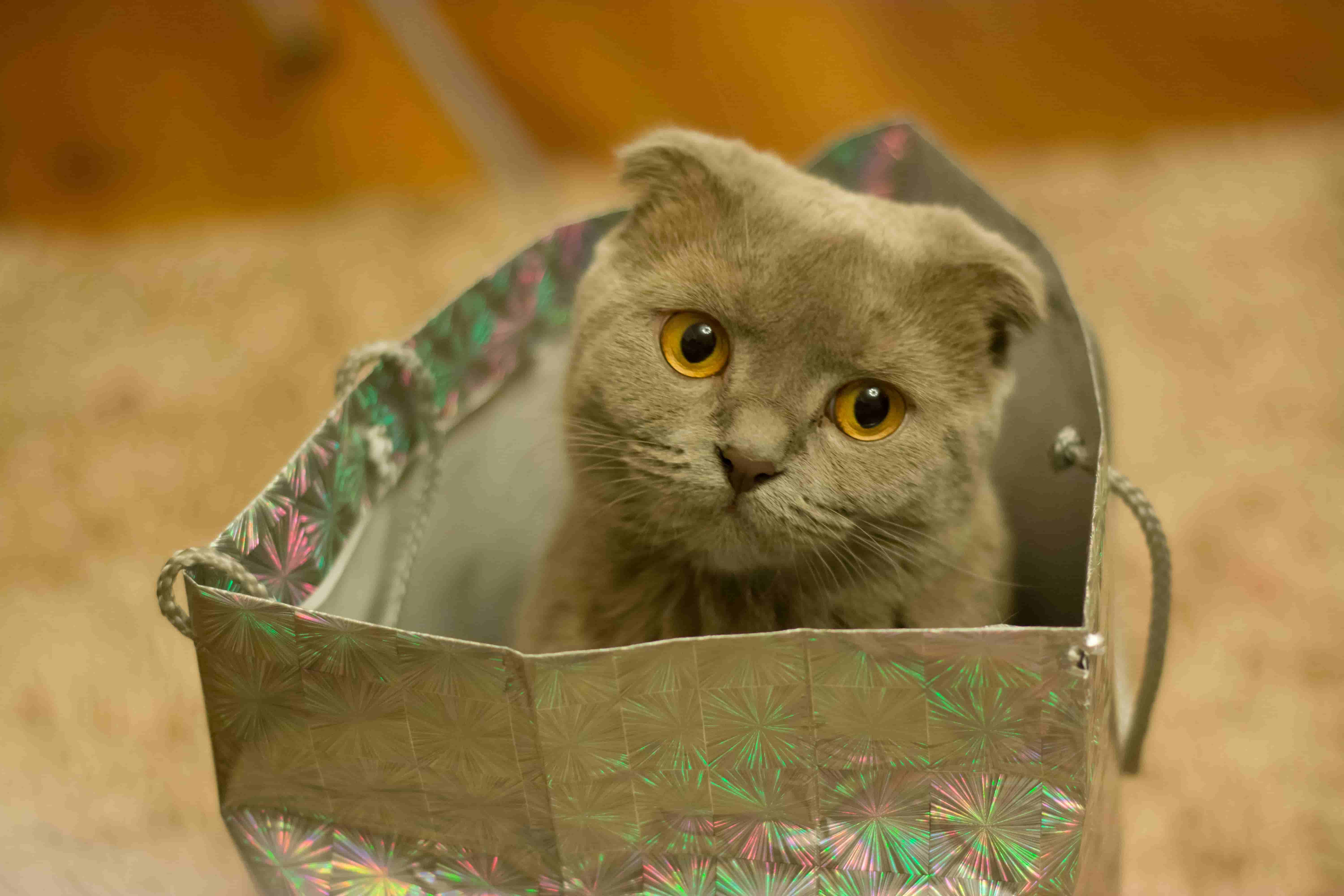 Gray Scottish Fold kitten sitting in a bag