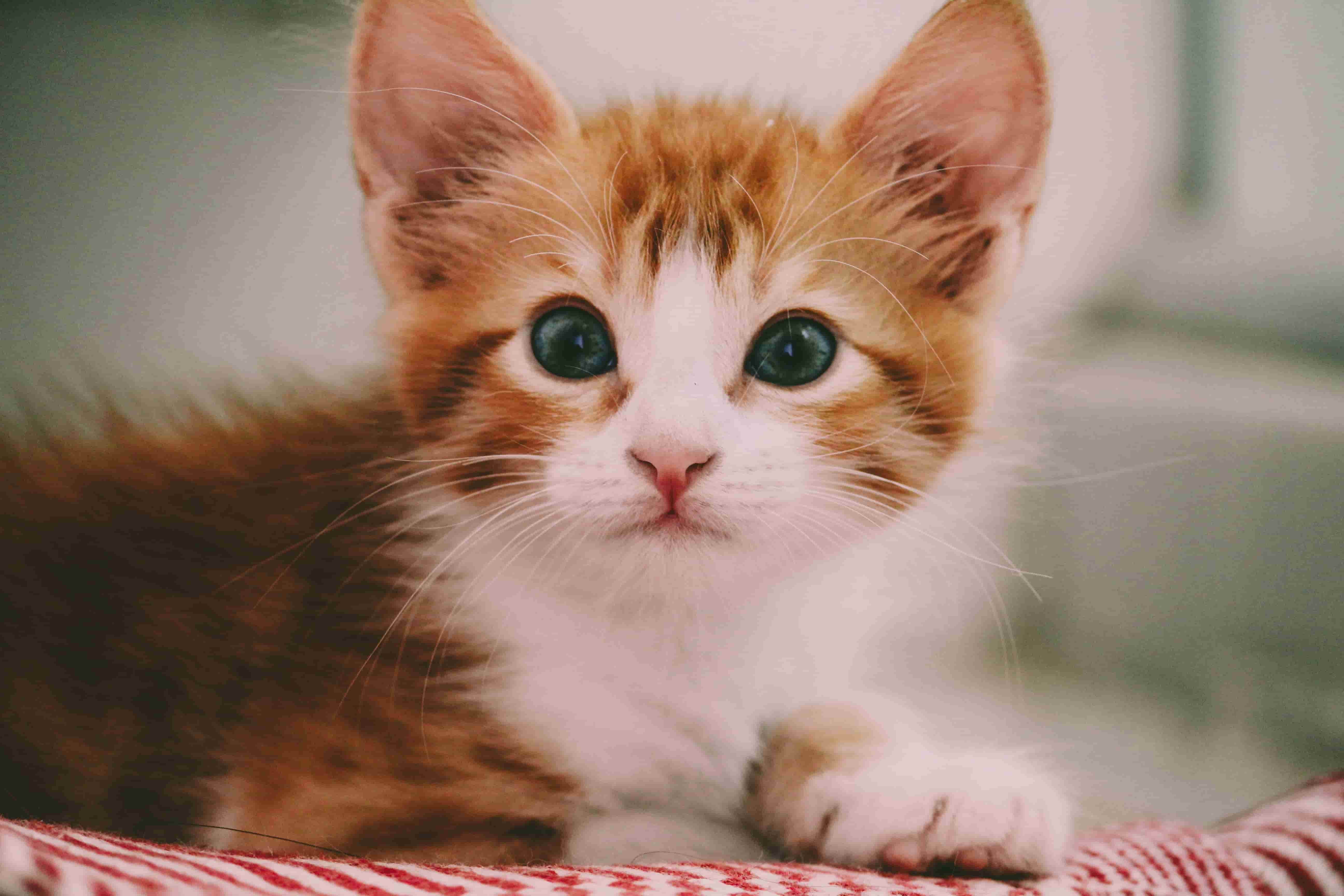 Orange kitten staring at the viewer