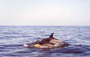 Delfines Comunes