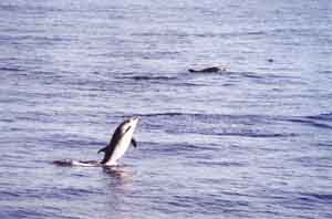Delfines Listados