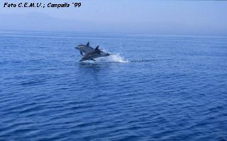 Dos Delfines Comunes