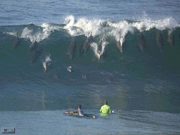 Delfines Surfeando!